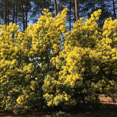 La Bergerie Des Landes Vakantiehuis